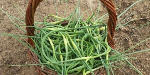 Trebam li ukloniti strelice sa bijelog luka